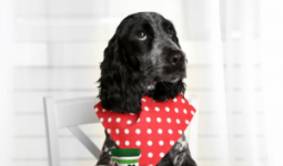Pet-Product zöldalgás multivitamin kutyáknak, 160 db tabletta
